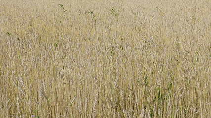 Image showing Fields of wheat at the end of summer fully ripe