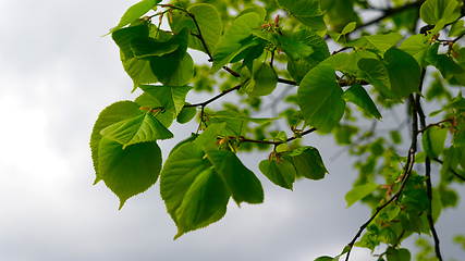 Image showing Nature background with linden branches and young bright leaves in front of day sun