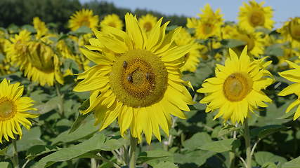 Image showing Field of flowering sunflowers with bees collecting honey