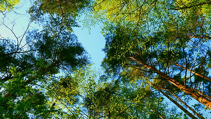 Image showing European mixed forest. Tops of the trees. Looking up to the canopy.