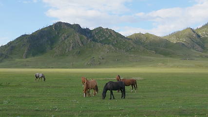 Image showing Horses with foals grazing in a pasture in the Altai Mountains