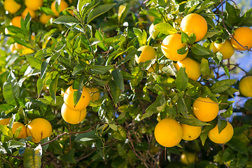 Image showing Organic orange tree.