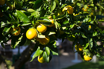 Image showing Organic orange tree.