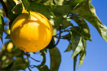 Image showing Organic orange tree.