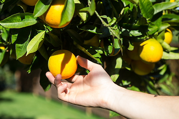 Image showing Hand collecting up a tangerine from a tree