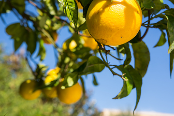 Image showing Organic orange tree.