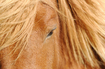 Image showing Horse