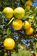 Image showing Organic orange tree.