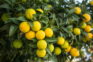 Image showing Organic orange tree.