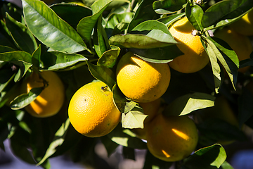 Image showing Organic orange tree.