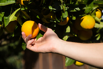 Image showing hand picking an orange. 