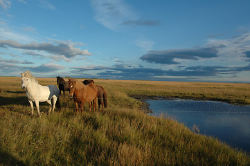 Image showing Horses