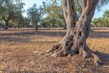 Image showing Olive tree in South Italy