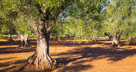 Image showing Old olive trees in South Italy