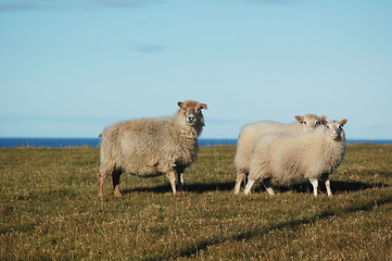 Image showing Sheep