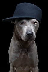 Image showing beautiful thai ridgeback dog in cap