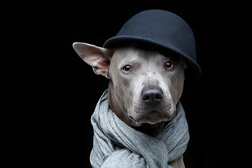 Image showing beautiful thai ridgeback dog in cap and scarf