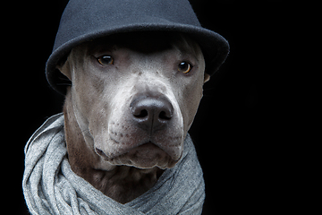 Image showing beautiful thai ridgeback dog in cap and scarf