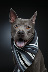 Image showing beautiful thai ridgeback dog in grey scarf