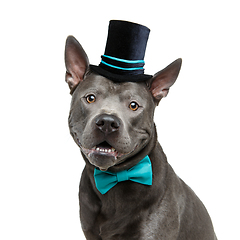 Image showing beautiful thai ridgeback dog in high hat and bow