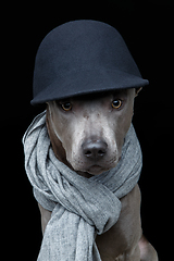 Image showing beautiful thai ridgeback dog in cap and scarf