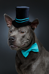 Image showing beautiful thai ridgeback dog in high hat and bow