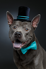 Image showing beautiful thai ridgeback dog in high hat and bow