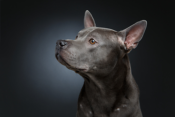 Image showing beautiful blue thai ridgeback dog