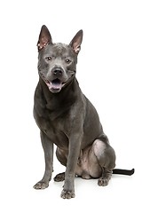 Image showing beautiful blue thai ridgeback dog