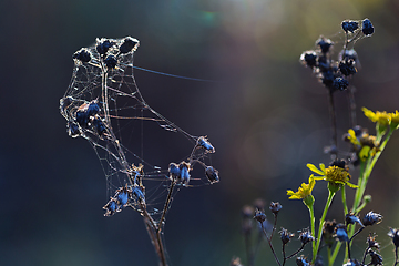 Image showing wild plants in latvia