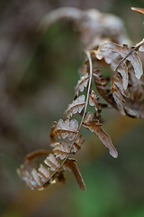 Image showing wild plants in latvia