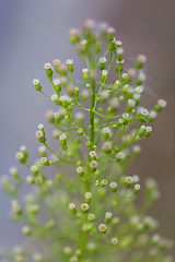 Image showing wild plants in latvia