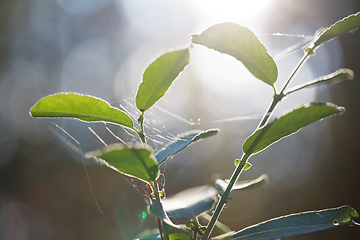 Image showing wild plants in latvia