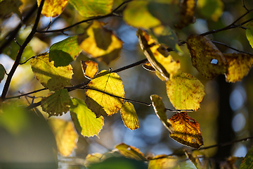 Image showing wild plants in latvia