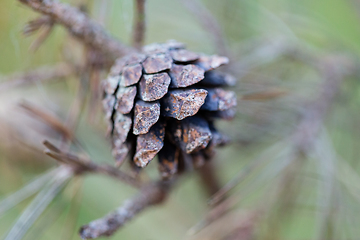 Image showing wild plants in latvia