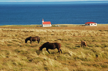 Image showing Horses