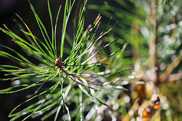 Image showing wild plants in latvia