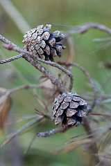 Image showing wild plants in latvia