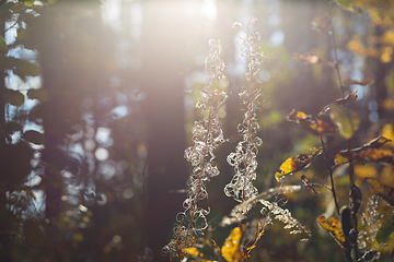 Image showing wild plants in latvia