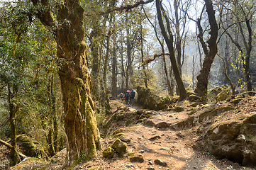 Image showing Hiking in Nepal jungle forest