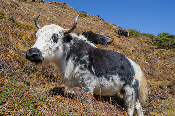 Image showing Yak or nak pasture on grass hills in Himalayas