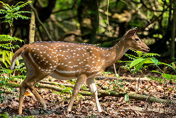 Image showing spotted or sika deer in the jungle