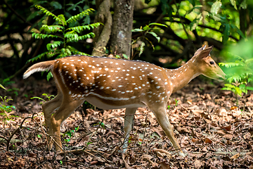 Image showing spotted or sika deer in the jungle