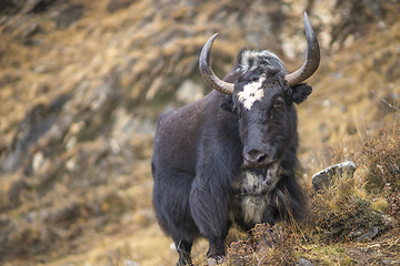 Image showing Yak or nak pasture on grass hills in Himalayas