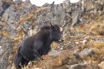 Image showing Yak or nak pasture on grass hills in Himalayas