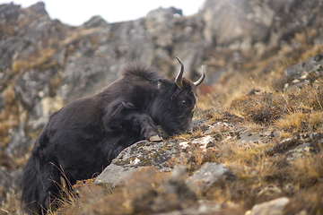 Image showing Yak or nak pasture on grass hills in Himalayas