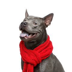 Image showing beautiful thai ridgeback dog in red scarf