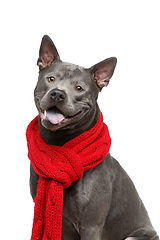 Image showing beautiful thai ridgeback dog in red scarf