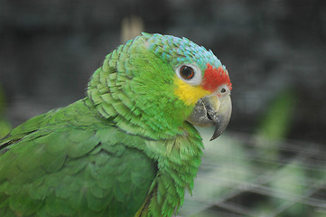 Image showing Parrot