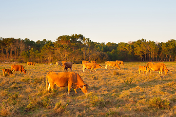 Image showing Herd cow grazing field. Portugal